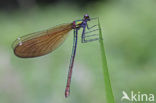 Bosbeekjuffer (Calopteryx virgo) 