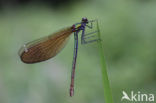 Bosbeekjuffer (Calopteryx virgo) 