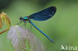 Bosbeekjuffer (Calopteryx virgo) 