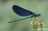 Bosbeekjuffer (Calopteryx virgo) 