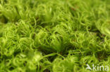 Bossig gaffeltandmos (Dicranum montanum)