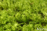 Mountain Fork-moss (Dicranum montanum)
