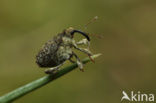 Parethelcus pollinarius