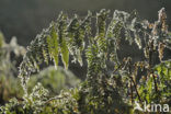 Brede stekelvaren (Dryopteris dilatata)