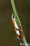 Brede Vlakjesmot (Catoptria pinella)
