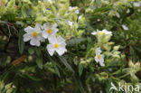 Brem (Cytisus scoparius)