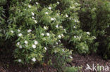 Broom (Cytisus scoparius)