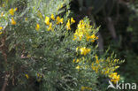 Broom (Cytisus scoparius)