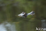 Brilkaaiman (Caiman crocodilus)