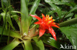 Pineapplefamily (Bromeliaceae)