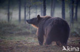 Bruine beer (Ursus arctos)