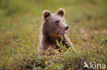 Bruine beer (Ursus arctos)