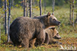 Bruine beer (Ursus arctos)