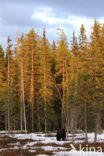 Brown Bear (Ursus arctos)