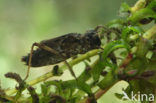 Bruine korenbout (Libellula fulva) 