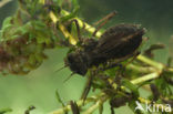 Bruine korenbout (Libellula fulva) 