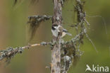 Bruinkopmees (Parus cinctus)