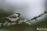 Siberian Tit