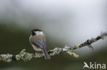 Bruinkopmees (Parus cinctus)