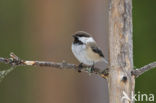 Bruinkopmees (Parus cinctus)