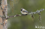 Siberian Tit