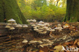 Angel’s bonnet (Mycena arcangeliana)