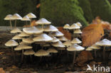 Bundelmycena (Mycena arcangeliana)