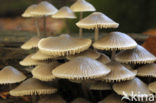 Bundelmycena (Mycena arcangeliana)