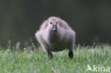 Canada Goose (Branta canadensis)