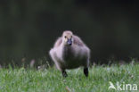 Canadese Gans (Branta canadensis)