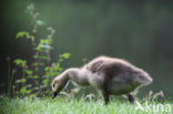 Canadese Gans (Branta canadensis)