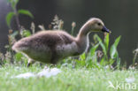 Canada Goose (Branta canadensis)