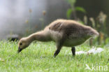 Canadese Gans (Branta canadensis)