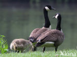 Canadese Gans (Branta canadensis)