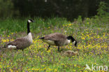 Canada Goose (Branta canadensis)