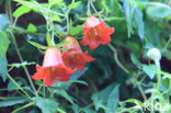 Canary Island Bellflower (Canarina canariensis)