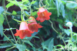 Canarisch klokje (Canarina canariensis)