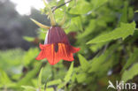 Canary Island Bellflower (Canarina canariensis)