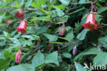 Canary Island Bellflower (Canarina canariensis)