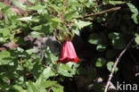 Canary Island Bellflower (Canarina canariensis)