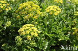 Canary Samphire