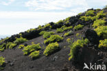 Canary Samphire