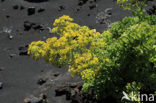 Canary Samphire