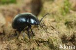 Chrysolina fuliginosa