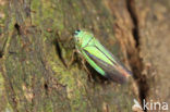 Leafhopper