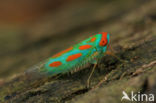 Leafhopper