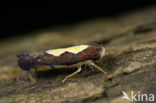 Cicade sp.