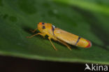 Leafhopper