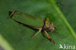 Leafhopper