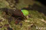 Leafhopper